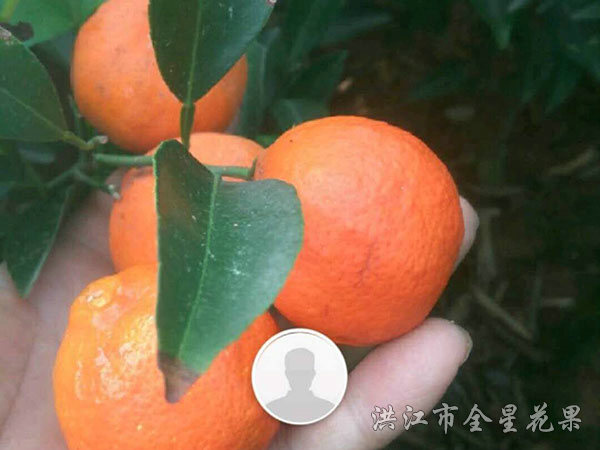 欽橘一號 欽橘一號