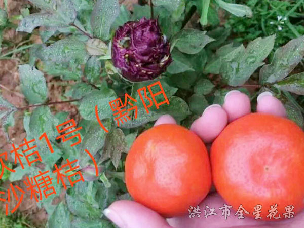 欽橘1號 欽橘1號