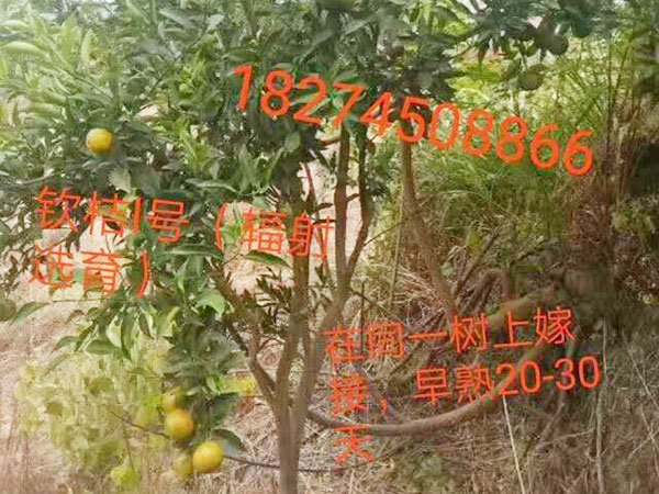 一顆神奇的橘子樹 一顆神奇的橘子樹
