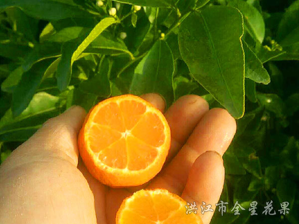 欽橘一號 欽橘一號