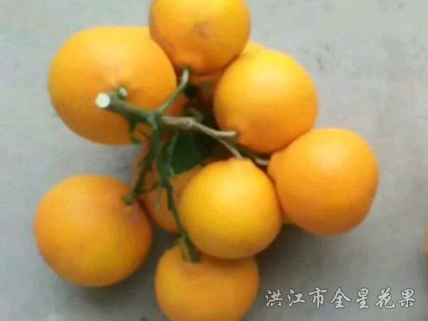 紅美人優(yōu)系017 紅美人優(yōu)系017