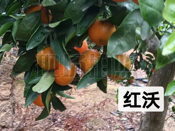 紅沃 紅沃